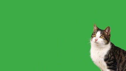 Canvas Print - gray and white cat on a green screen