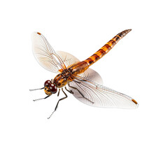 Orange Dragonfly Side View, Isolated On A Transparent Background