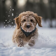 AI Generated Illustration Of An Adorable White Labradoodle Puppy Running In The Snow In A Yard