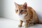 Fototapeta Koty - AI generated illustration of a ginger domestic cat on a white background