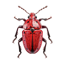 Red Beetle , Isolated On Transparent Background Cutout , Generative Ai