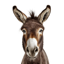 Donkey Face Shot Isolated On Transparent Background