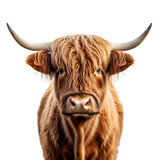 Fototapeta Zwierzęta - highland cattle face shot , isolated on transparent background cutout , generative ai