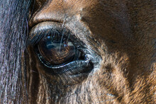 Horse's Eye With Orange Color And Reflections
