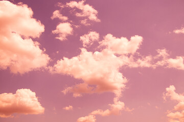 pink sky as a background in the summer in the sun