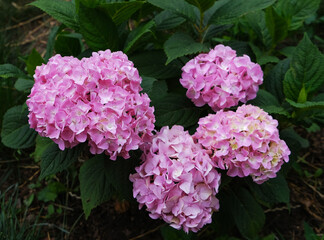 Poster - pink hydrangea flowers in the garden