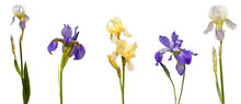 Yellow Iris Flower Isolated On White Background