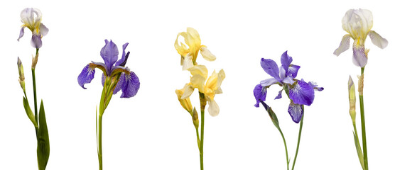 yellow iris flower isolated on white background