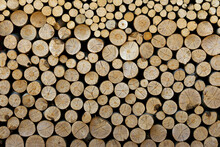 Industrial wood for the production of lumber, boards, pulp, paper and furniture. Dry tree trunks stacked in an even pile at a sawmill