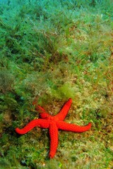 Sticker - Green sea grass and red starfish. Marine life in the sea, underwater photography.  Seabed and sea star. Scuba diving in the ocean, colorful aquatic wildlife.