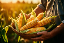 Close Up In Hands Of Farmer Carries Basket With Fresh Harvest Of Corn Cobs With Leaves And Peel. Agronomist Walks Through Field In Sunshine. Agribusiness And Agricultural Food Industry. Harvesting.