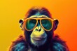 © Grace - Funny monkey wearing sunglasses realistic, Wide banner with space for text on the right side, solid vibrant colors, colorful and bright background studio style. Generative AI.
