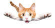 © Viks_jin - Portrait of a funny surprised cat, closeup. Cute cat in jump, isolated on transparent background, png