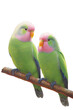 Pair of two parrots, lovebirds agapornis-fischeri sitting on a branch isolated on transparent background
