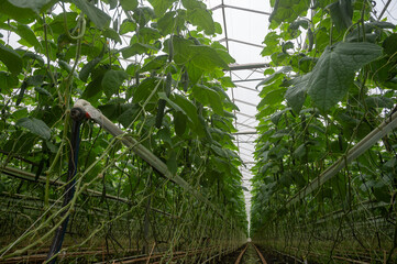 Wall Mural - Young green cucumbers vegetables hanging on lianas of cucumber plants in green house