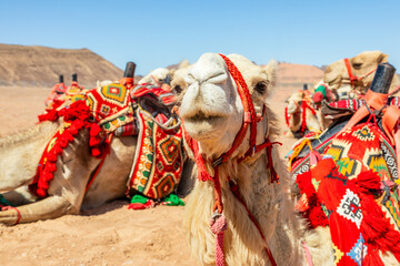 harnessed cute riding camels resting in the desert, al ula, saudi arabia