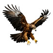 Golden eagle flying, Aquila chrysaetos, big bird of prey with outstretched wings attacking, isolated on transparent background