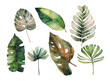 Watercolor set of green tropical and leaves, hand painted.