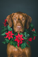 Portrait Of Vizsla Dog Wearing Christmas Garland