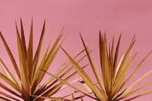 Plant In Front Of Pink Wall