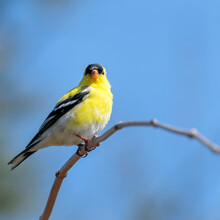 Yellow Lesser Goldfinch On Tree Branch