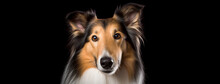 Witness The Graceful Beauty Of A Collie's Close-up, Illuminated By Piercing Eyes And Alert Ears.