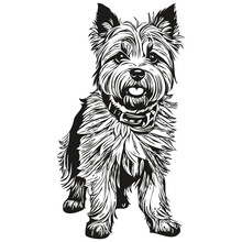 Cairn Terrier Dog Engraved Vector Portrait, Face Cartoon Vintage Drawing In Black And White