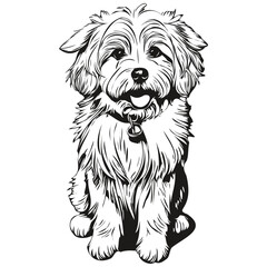 Wall Mural - Coton de Tulear dog silhouette pet character, clip art vector pets drawing black and white