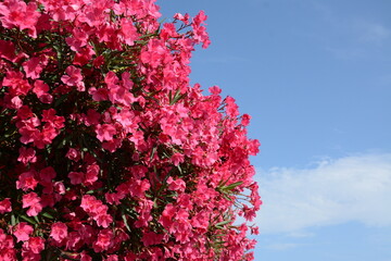 Wall Mural - Large bush of pink-red oleander against the blue sky