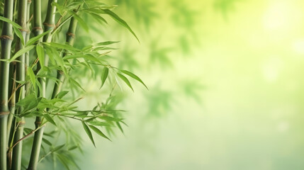  bamboo forest background
