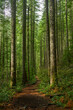 Path through Sunlit Forest Vertical