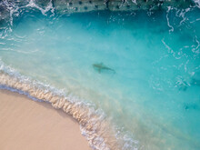 Aerial View Of Black Tip Reef Shark (carcharhinus-melanopterus) In Shallows On Beach, Baa Atoll, Maldives.