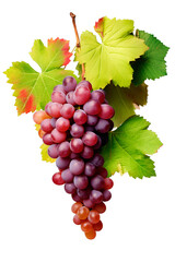 Wall Mural - Fresh organic red grapes in isolated transparent background