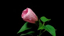 Time Lapse Footage Of Pink Hardy Hibiscus (Hibiscus Moscheutos) Flower Growing Blossom From Bud To Full Blossom Isolated On Black Background, 4k Close Up Video.