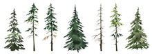 Spruce Green Tree Watercolor Illustration, Forest Landscape, Fir Silhouette