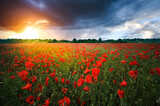 Fototapeta Kwiaty - field of poppies and sunset