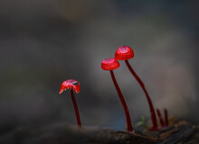 Ruby Bonnet (Cruentomycena Viscidocruenta), Tiny Bright Red Mushrooms Found In The Forest Floor In Auckland.