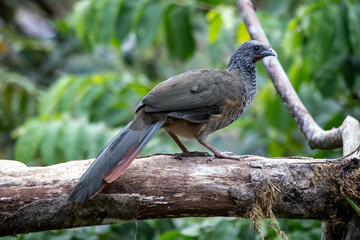 bird on the tree