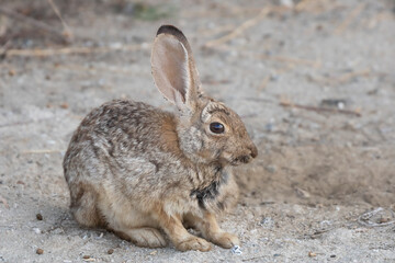 Canvas Print - Adult Desert Cottontail (Sylvilagus audubonii) cryptic camoflauge coat blends it with the desert landscape. Large ears help it to disperse and manage body heat 