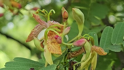 Wall Mural - The Tamarind blossoms are blooming on the tree.