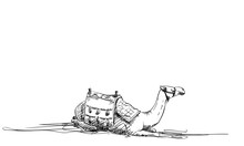 Sketch Of Resting Camel With Saddle, Desert Animal Hand Drawn Illustration