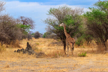 Canvas Print - Giraffe in savanna in Tarangire national park in Tanzania. Wild nature of Tanzania, East Africa