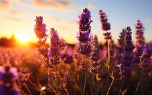 Blooming Lavender Flowers At Sunset Generative Ai