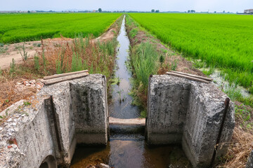 Paddy rice canal irrigation panorama landscape agriculture nature natural Po Valley