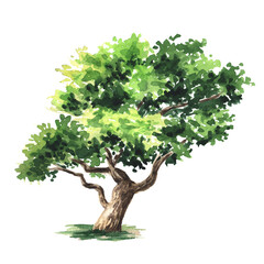 Watercolor tree side view for landscape and architecture drawing, element for environment and garden. Hand drawn watercolor illustration 