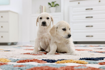 Sticker - Cute little puppies on carpet at home. Adorable pets