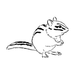 Wall Mural - Hand drawn chipmunk. Black and white vector illustration in retro style