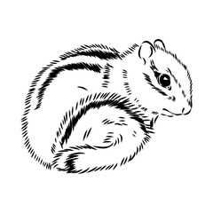 Wall Mural - Hand drawn chipmunk. Black and white vector illustration in retro style