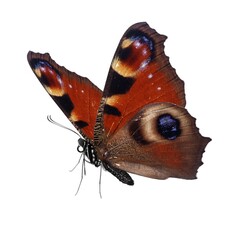 Wall Mural - Beautiful butterfly isolated on white background.