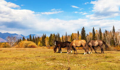 Wall Mural - autumn rural landscape with grazing horses on yellow meadow against the backdrop of yellowed forest 